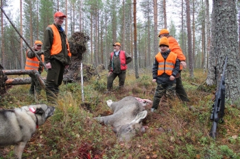 Hirvijahti_2013.JPG