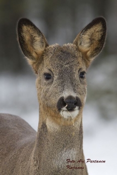 Metsäkauris netti 002.jpg
