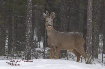 Metsäkauris netti 009.jpg