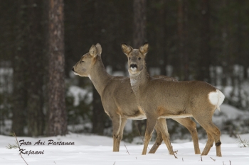 Metsäkauris netti 016 .jpg