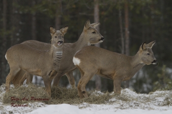 Metsäkauris netti 014 .jpg