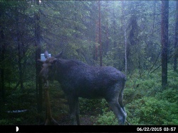 HUNT0013.JPG